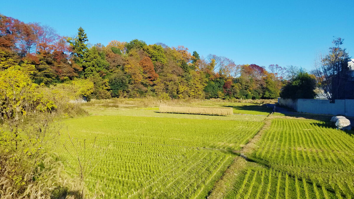 東秋留の田園と紅葉