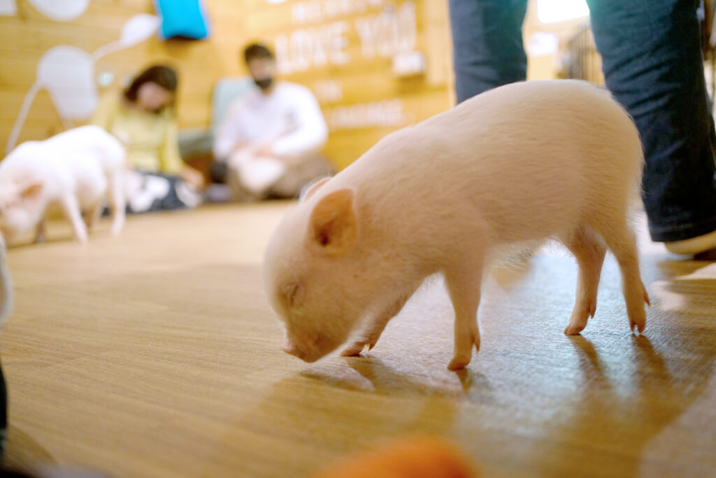 マイクロブタと遊べるカフェ