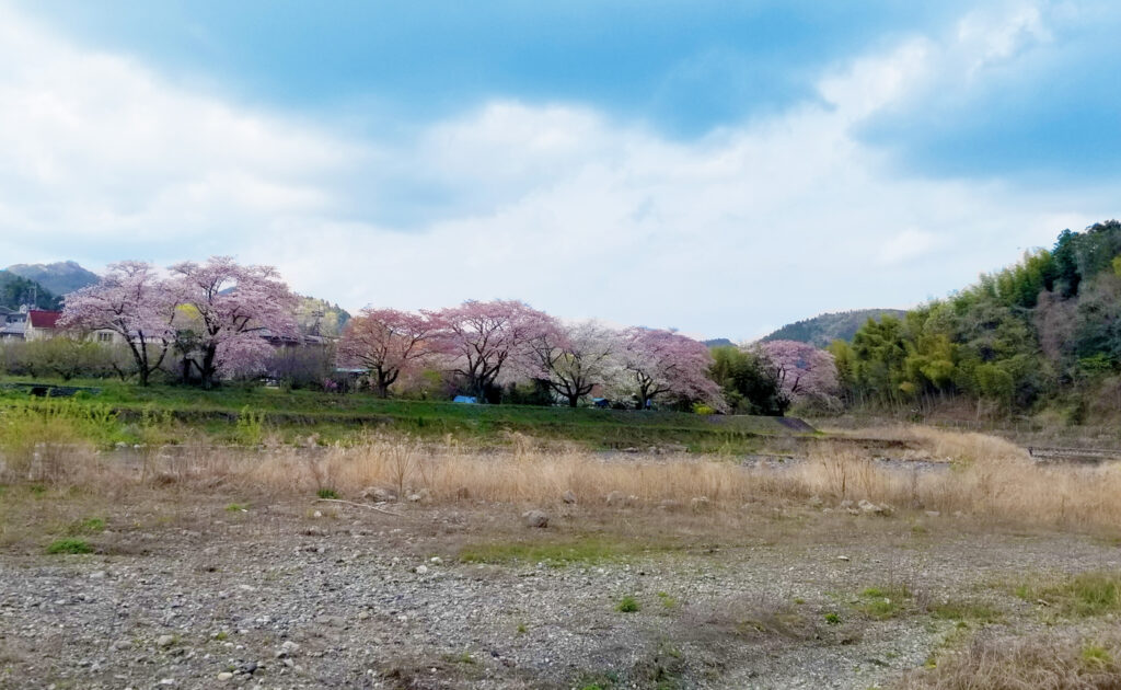 小庄の桜並木を対岸から眺める