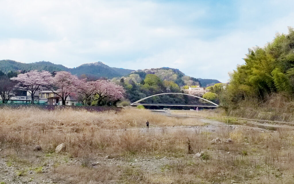 小庄の桜並木を対岸から眺める