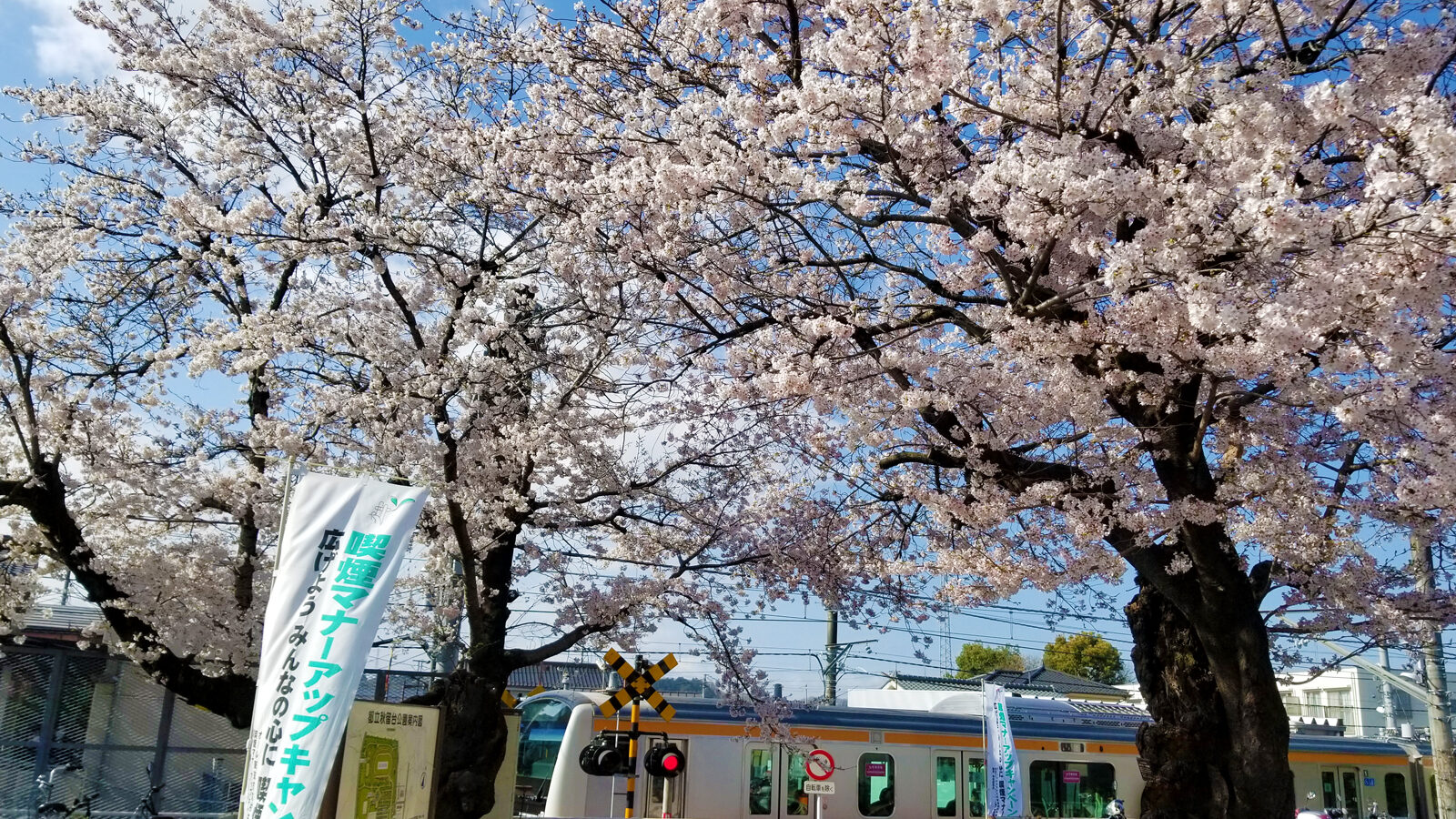 東秋留駅の桜