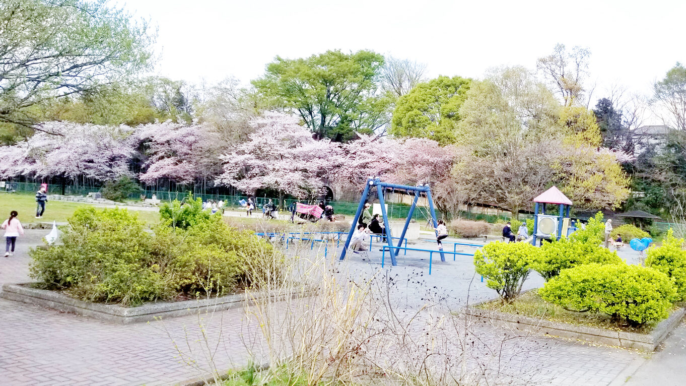 多摩川緑地福生南公園の遊具と桜