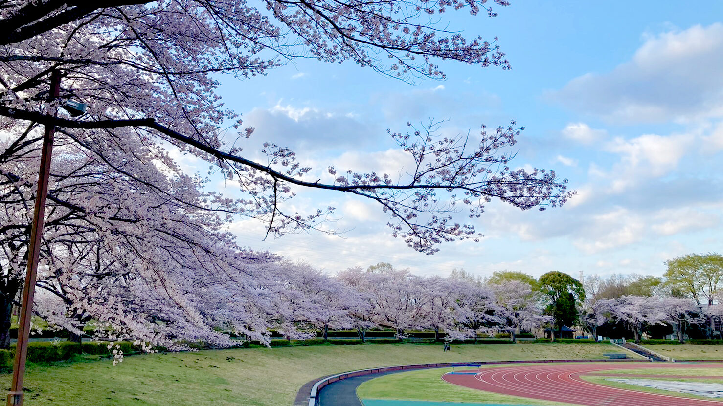 秋留台公園の陸上トラックと桜並木